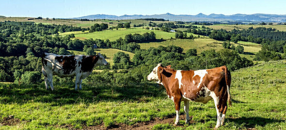 Do-in Yoga verwenweek 2026